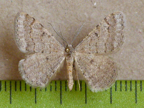/filer/webapps/moths/media/images/I/inconspicuaria_Acanthovalva_A_Butler_02.jpg