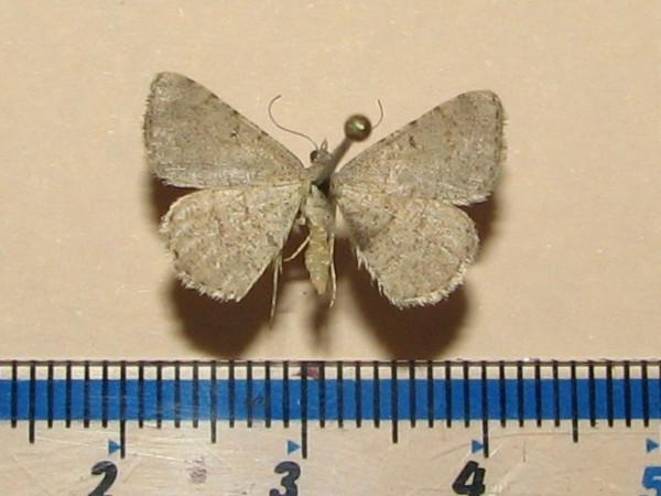 /filer/webapps/moths/media/images/I/inconspicuaria_Acanthovalva_A_Goff_01.jpg