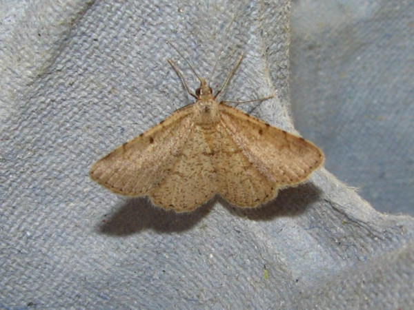/filer/webapps/moths/media/images/I/inconspicuaria_Acanthovalva_A_Goff_02.jpg