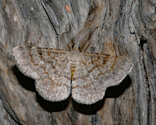 /filer/webapps/moths/media/images/I/inconspicuaria_Acanthovalva_A_Roland_01.jpg