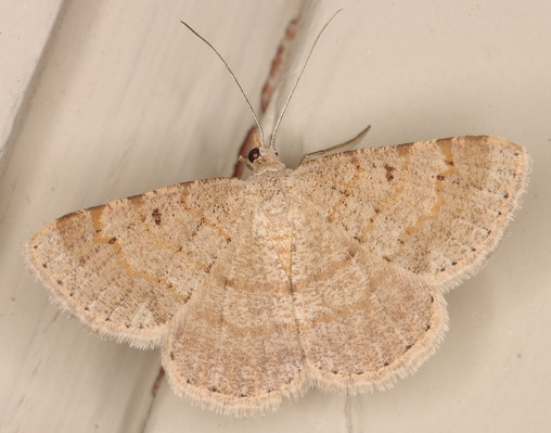/filer/webapps/moths/media/images/I/inconspicuaria_Acanthovalva_F_Heyns_01.jpg