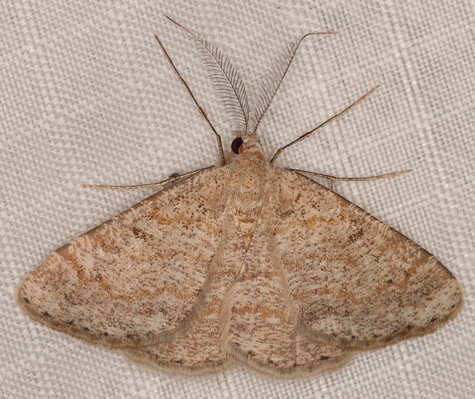 /filer/webapps/moths/media/images/I/inconspicuaria_Acanthovalva_M_Heyns_02.jpg