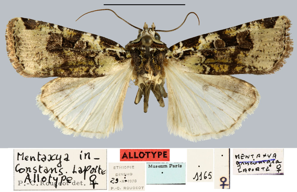 /filer/webapps/moths/media/images/I/inconstans_Mentaxya_AT_MNHN.jpg