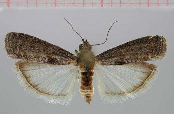 /filer/webapps/moths/media/images/I/incospicuella_Elegia_AM_ZMHB.jpg