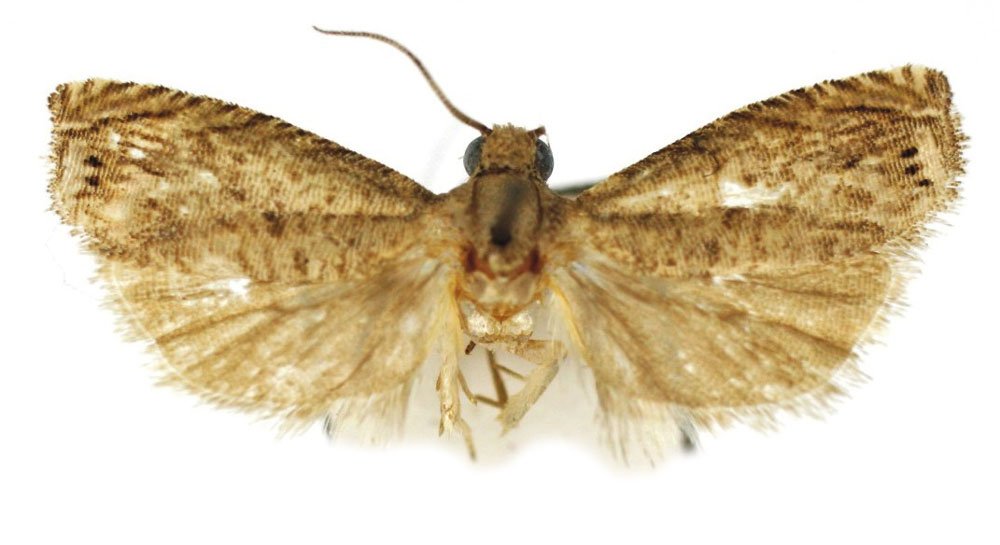 /filer/webapps/moths/media/images/I/incrassa_Fulcrifera_HT_Bassi.jpg