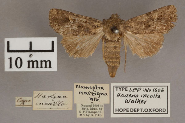 /filer/webapps/moths/media/images/I/inculta_Hadena_HT_OUMNH_01.jpg