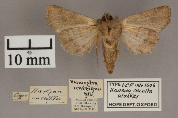 /filer/webapps/moths/media/images/I/inculta_Hadena_HT_OUMNH_02.jpg