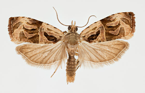 /filer/webapps/moths/media/images/I/incultana_Eccopsis_AM_NHMO.jpg