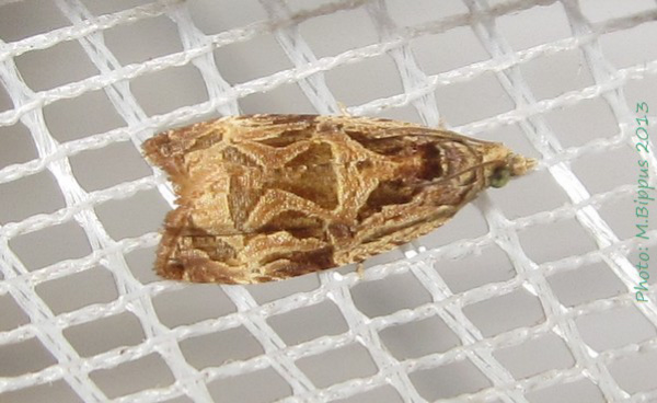/filer/webapps/moths/media/images/I/incultana_Eccopsis_A_Bippus.jpg