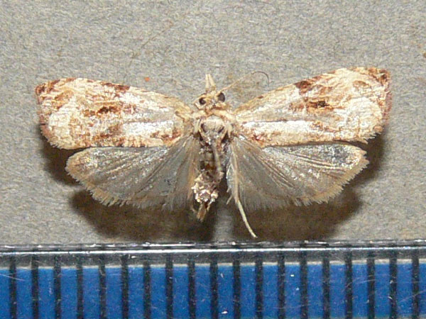 /filer/webapps/moths/media/images/I/incultana_Eccopsis_A_Goff_01.jpg