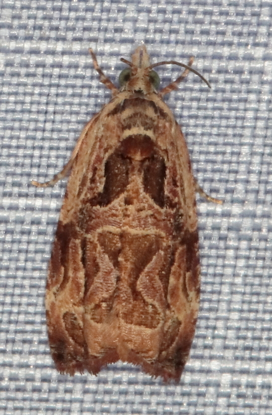 /filer/webapps/moths/media/images/I/incultana_Eccopsis_A_Heyns_01.JPG
