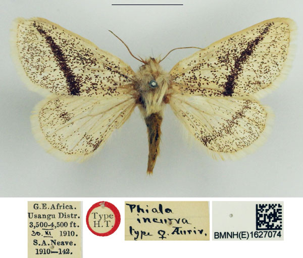 /filer/webapps/moths/media/images/I/incurva_Phiala_STF_NHMUK.jpg