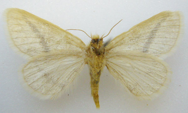 /filer/webapps/moths/media/images/I/incurva_Phiala_STM_NHMUKb.jpg
