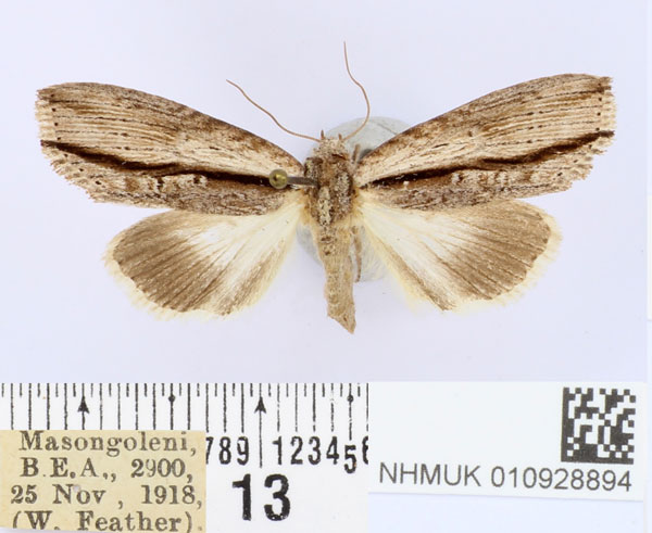 /filer/webapps/moths/media/images/I/incurvata_Crionica_AF_BMNH.jpg