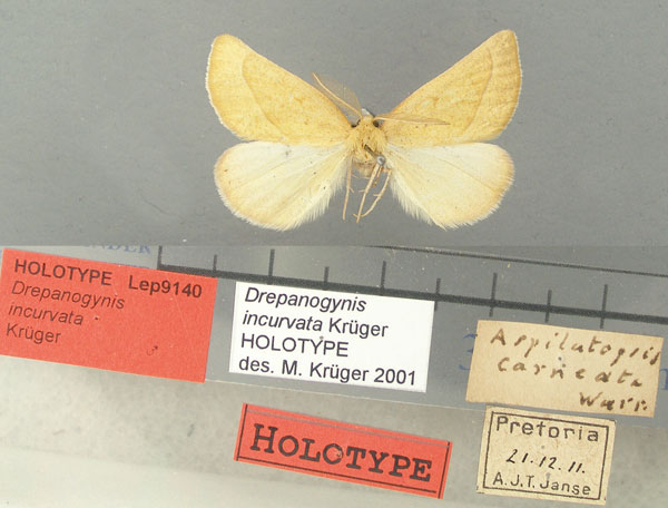 /filer/webapps/moths/media/images/I/incurvata_Drepanogynis_HT_TMSA.jpg