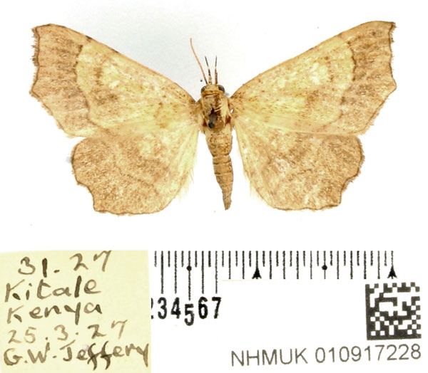 /filer/webapps/moths/media/images/I/incurvata_Egnasia_AF_BMNH.jpg