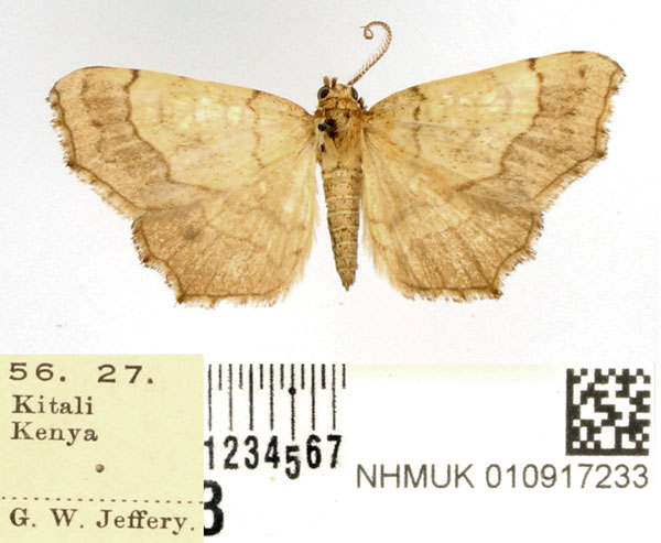 /filer/webapps/moths/media/images/I/incurvata_Egnasia_AM_BMNH.jpg