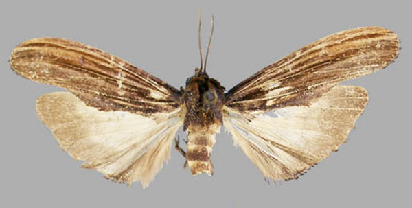 /filer/webapps/moths/media/images/I/incurvata_Leptonadatoides_AM_RMCA.jpg