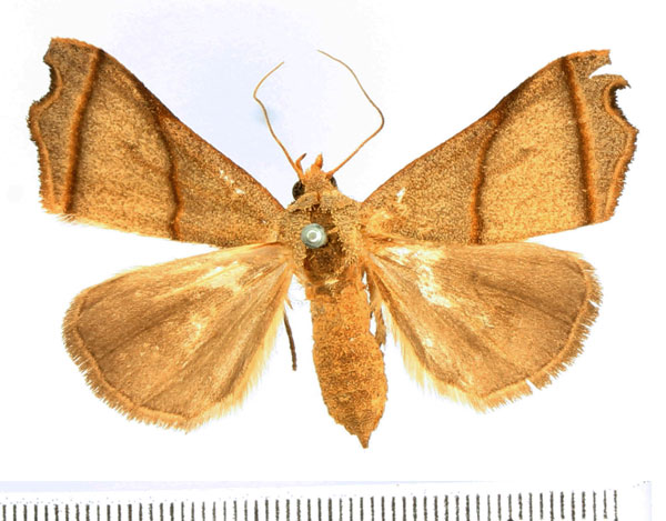/filer/webapps/moths/media/images/I/incurvata_Paralephana_AF_BMNH.jpg
