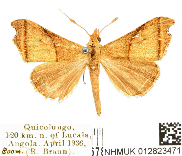 /filer/webapps/moths/media/images/I/incurvata_Paralephana_AM_BMNH.jpg