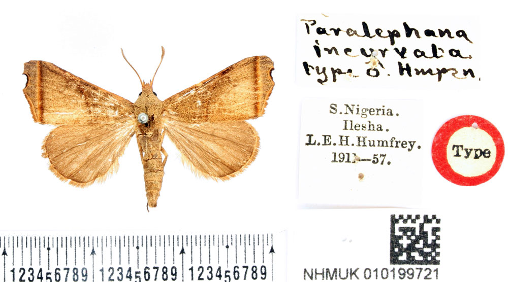 /filer/webapps/moths/media/images/I/incurvata_Paralephana_HT_BMNH.jpg