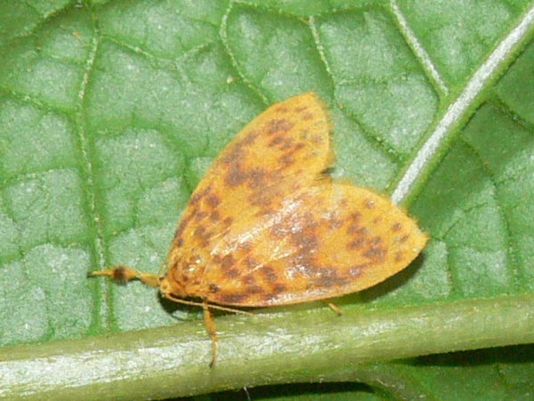 /filer/webapps/moths/media/images/I/indecisa_Afrasura_A_Goff_02.jpg