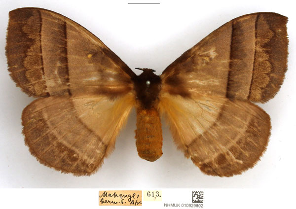 /filer/webapps/moths/media/images/I/indecisa_Hoplojana_AF_NHMUK.jpg