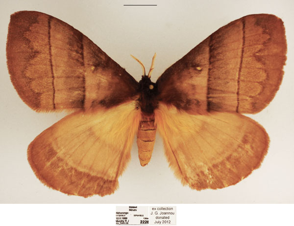 /filer/webapps/moths/media/images/I/indecisa_Hoplojana_AF_TMSA_01.jpg