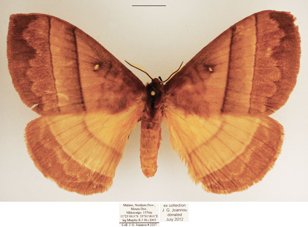 /filer/webapps/moths/media/images/I/indecisa_Hoplojana_AF_TMSA_02.jpg