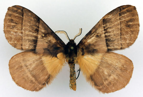 /filer/webapps/moths/media/images/I/indecisa_Hoplojana_AM_Basquin_01.jpg