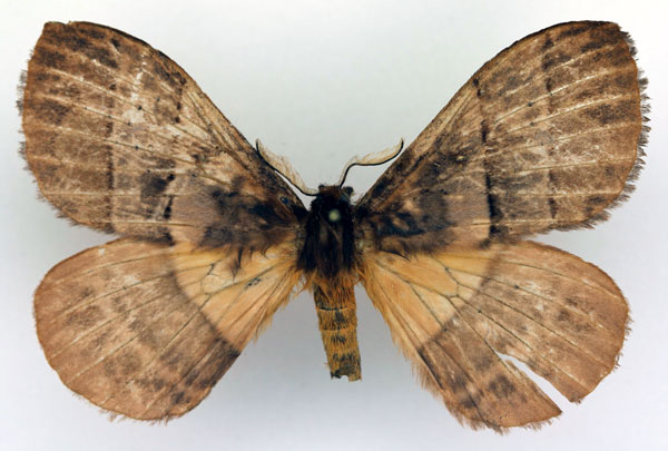 /filer/webapps/moths/media/images/I/indecisa_Hoplojana_AM_Basquin_02.jpg