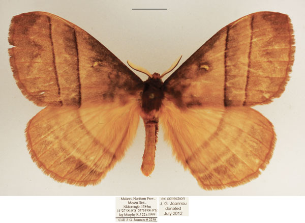 /filer/webapps/moths/media/images/I/indecisa_Hoplojana_AM_TMSA_01.jpg