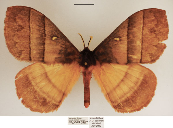 /filer/webapps/moths/media/images/I/indecisa_Hoplojana_AM_TMSA_02.jpg