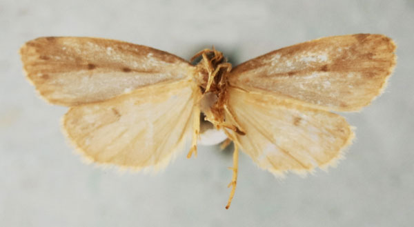 /filer/webapps/moths/media/images/I/indecisa_Philenora_PT_NHMUKb.jpg