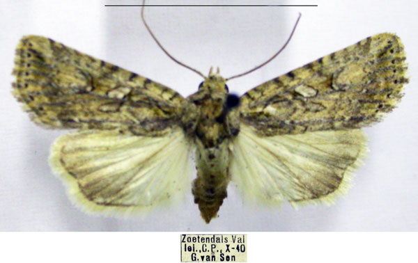 /filer/webapps/moths/media/images/I/indecora_Araea_AF_TMSA.jpg
