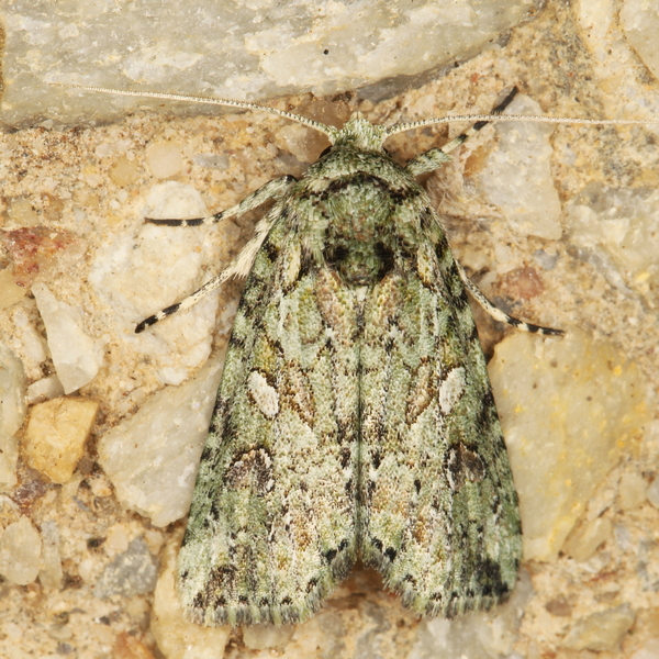 /filer/webapps/moths/media/images/I/indecora_Araea__A_Heyns_01.JPG