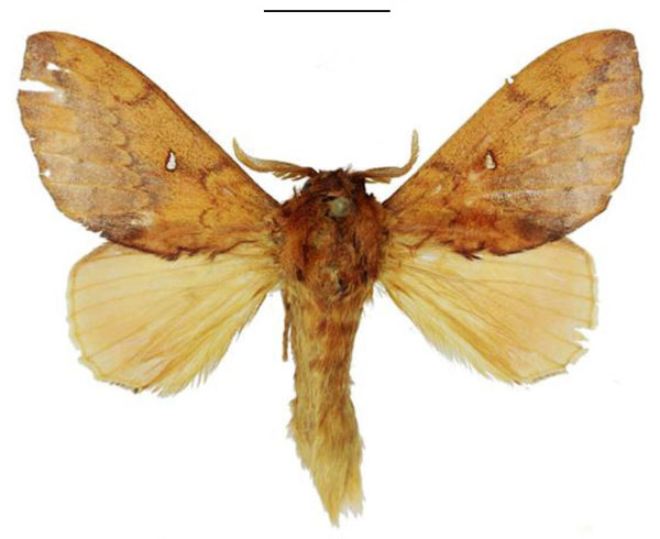 /filer/webapps/moths/media/images/I/indefinita_Hypotrabala_HT_ANHRT.jpg