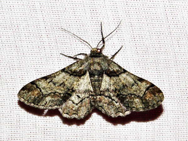 /filer/webapps/moths/media/images/I/indeflexa_Omphalucha_A_Braun_01.jpg