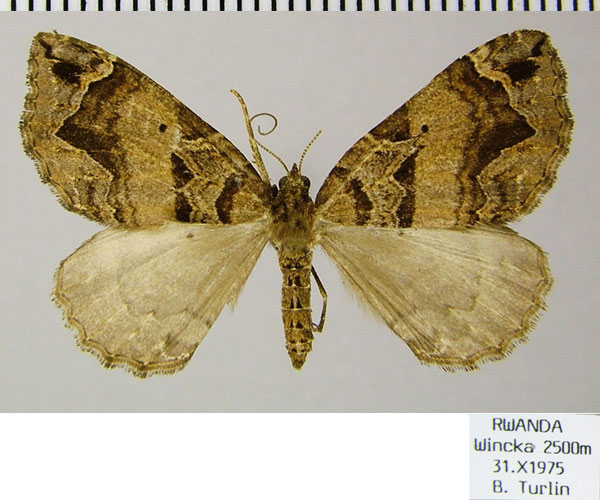 /filer/webapps/moths/media/images/I/indentata_Ecpetala_AF_ZSMa.jpg