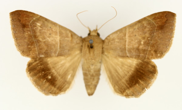 /filer/webapps/moths/media/images/I/indeterminata_Achaea_AF_TMSA_01.jpg