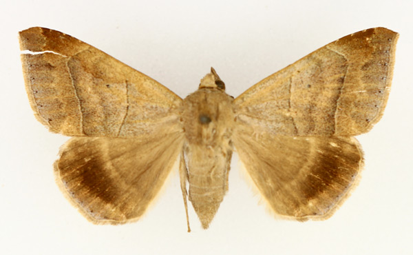 /filer/webapps/moths/media/images/I/indeterminata_Achaea_AF_TMSA_02.jpg