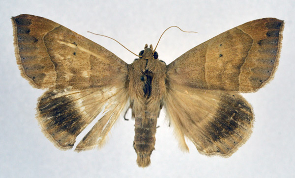 /filer/webapps/moths/media/images/I/indeterminata_Achaea_AM_NHMO.jpg