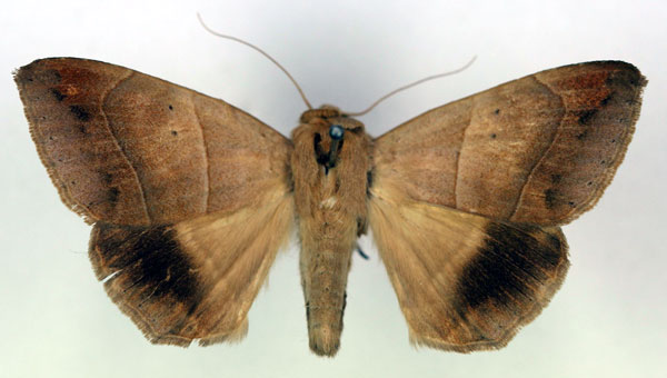 /filer/webapps/moths/media/images/I/indeterminata_Achaea_AM_RMCA.jpg