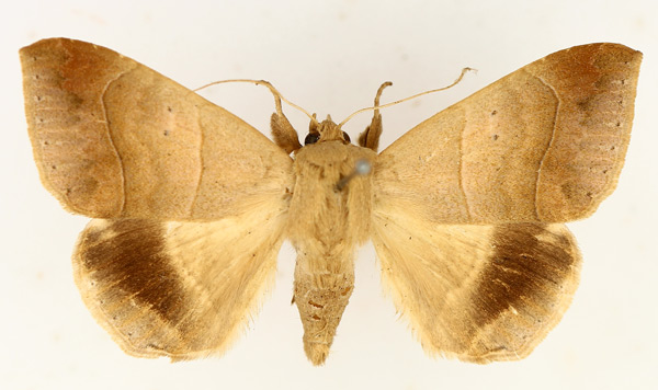 /filer/webapps/moths/media/images/I/indeterminata_Achaea_AM_TMSA.jpg