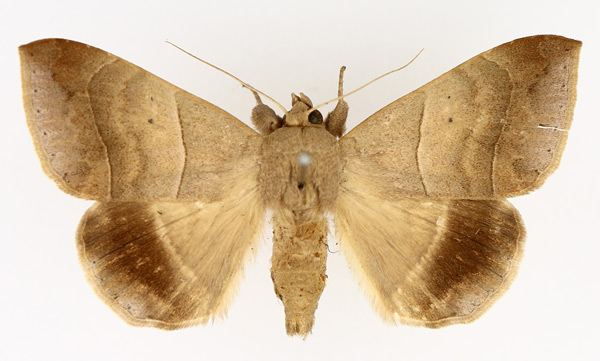 /filer/webapps/moths/media/images/I/indeterminata_Achaea_AM_TMSA_02.jpg