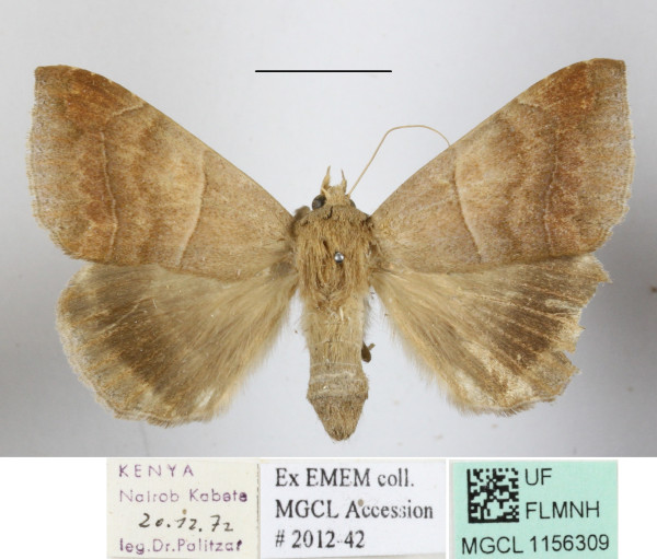 /filer/webapps/moths/media/images/I/indeterminata_Achaea_A_MGCLa_01.JPG