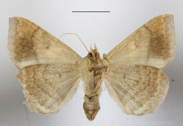 /filer/webapps/moths/media/images/I/indeterminata_Achaea_A_MGCLb_01.JPG