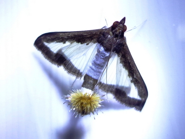 /filer/webapps/moths/media/images/I/indica_Diaphania_A_Ajibade.JPG