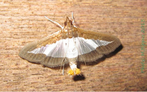 /filer/webapps/moths/media/images/I/indica_Diaphania_A_Bippus.jpg