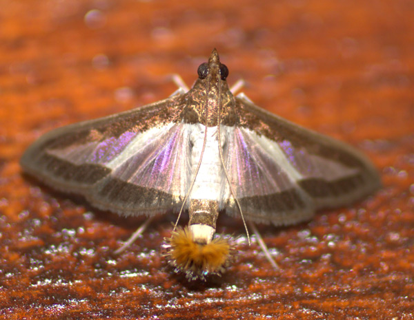 /filer/webapps/moths/media/images/I/indica_Diaphania_A_Heyns.jpg